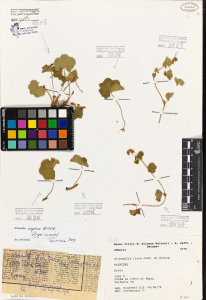 Alchemilla fissa Gunt. et Schumm