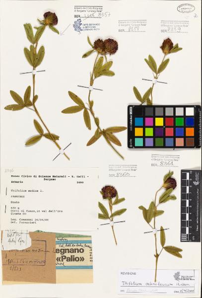 Trifolium medium L.