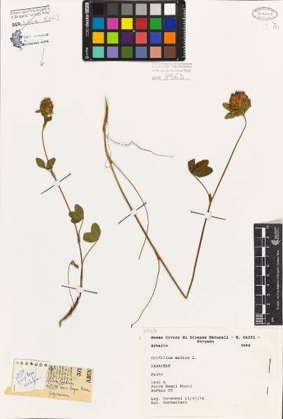 Trifolium medium L.