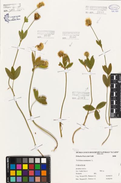 Trifolium montanum L.