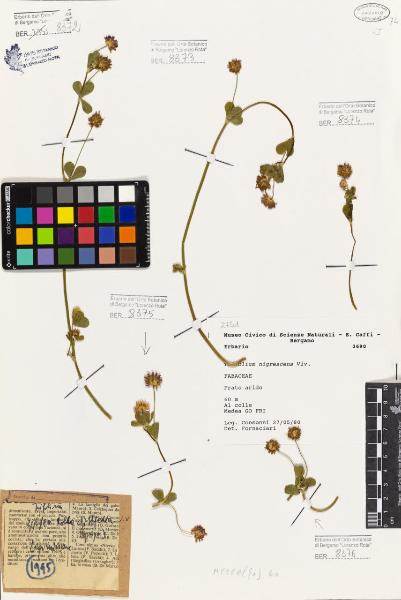 Trifolium nigrescens Viv.