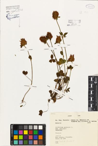 Trifolium pratense L.