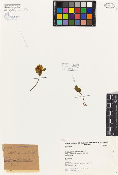 Trifolium pratense L. subsp. nivale Asch. et Gr.