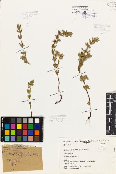 Acinos alpinus (L.) Moench