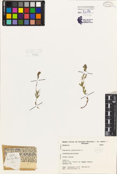 Veronica prostrata L.