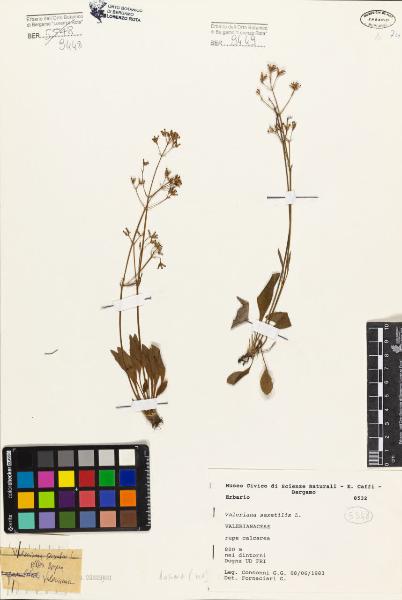 Valeriana saxatilis L.