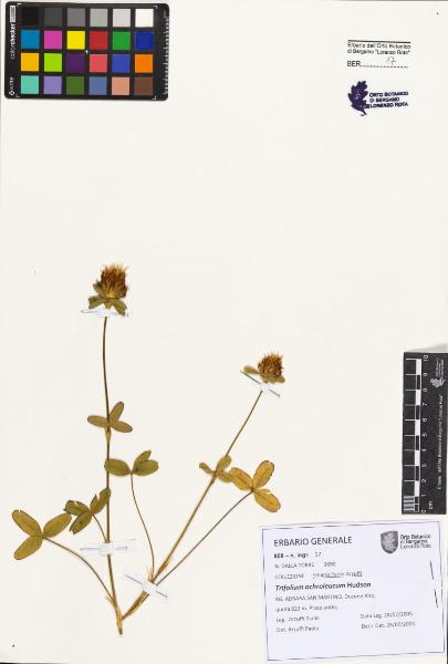 Trifolium ochroleucum Hudson