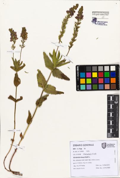 Veronica teucrium L.