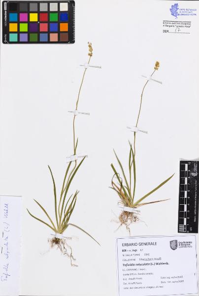 Tofieldia calyculata (L.) Wahlenb.