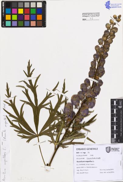 Aconitum napellus L.