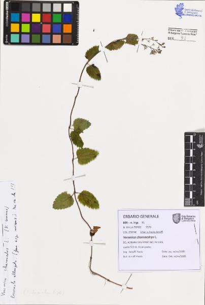 Veronica chamaedrys L.