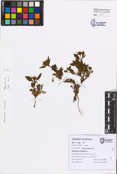 Valeriana tripteris L.