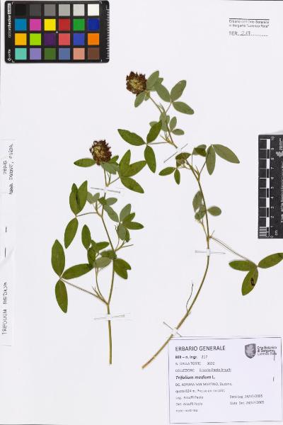 Trifolium medium L.