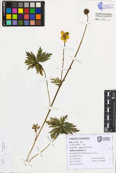 Trollius europaeus L.