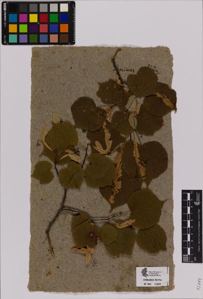 Tilia sp.