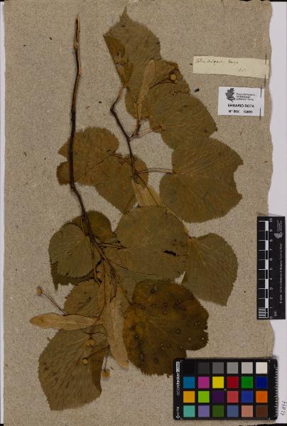 Tilia vulgaris Hayn.