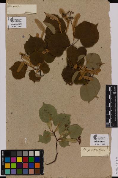 Tilia parvifolia Ehrh.