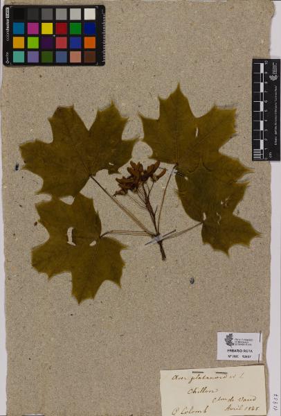 Acer platanoides