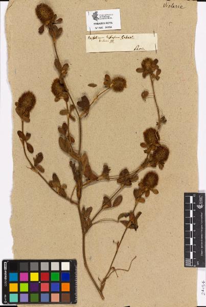 Trifolium diffusum Gussone