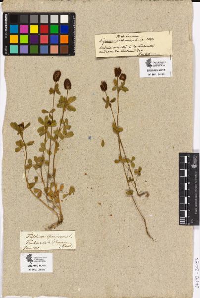 Trifolium spadiceum L.