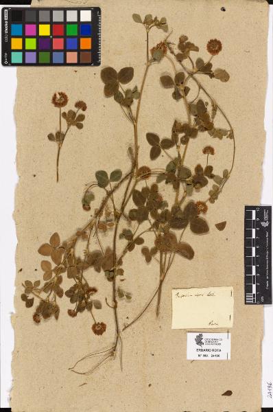 Trifolium elegans Savi