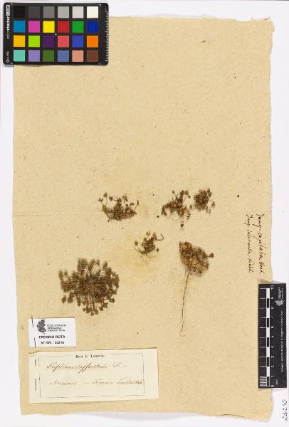 Trifolium suffocatum L.