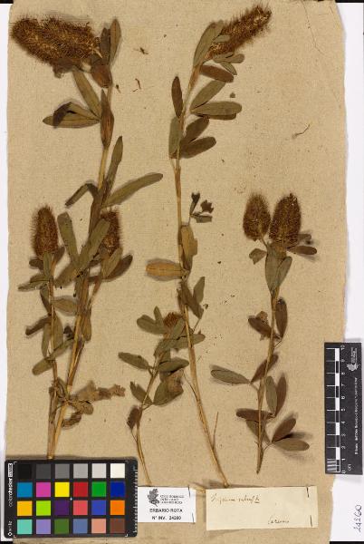 Trifolium rubens L.