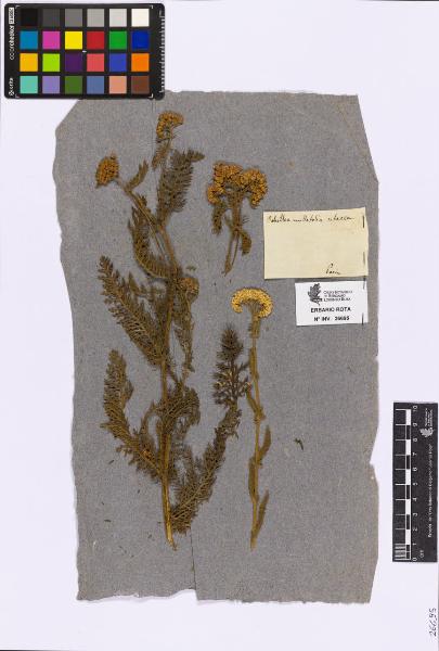 Achillea millefolia subsp. setacea