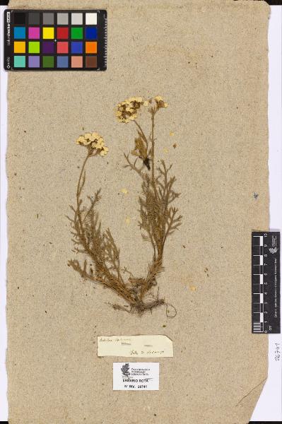 Achillea clavennae