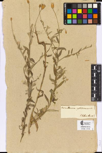 Xeranthemum cylindraceum