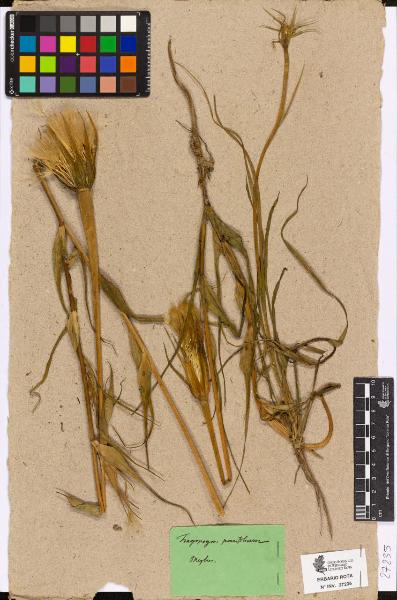 Tragopogon pomifolius