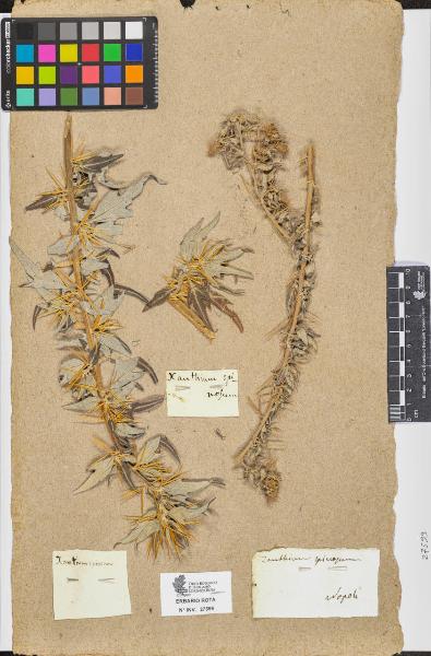 Xanthium spinosum