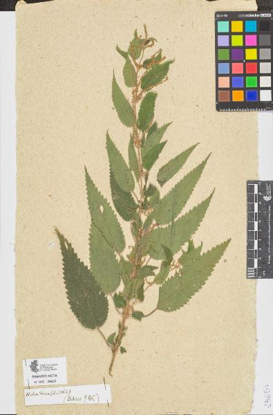 Urtica dioica (Linn.)(Willd)