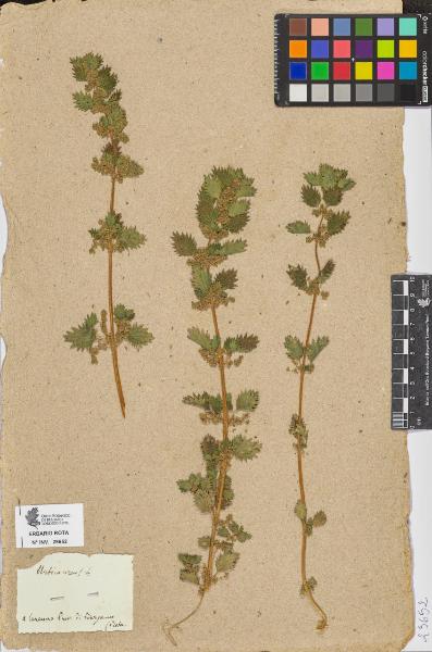 Urtica urens L.