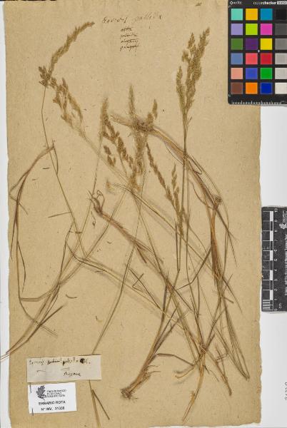 Agrostis pallida De Candolle