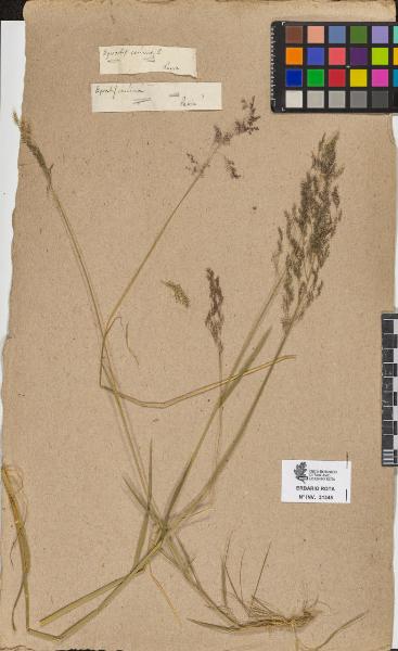 Agrostis canina