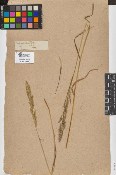 Agrostis stolonifera Koch.