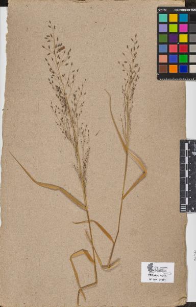 Agrostis sp.