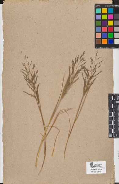 Agrostis sp.