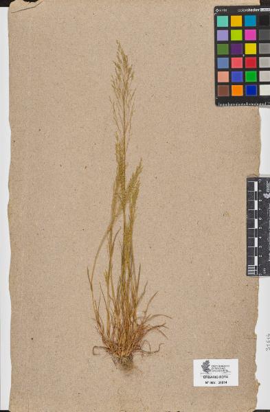 Agrostis sp.