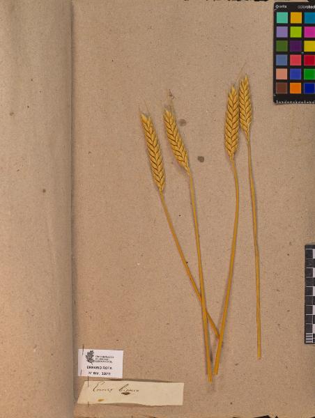 Triticum sp.