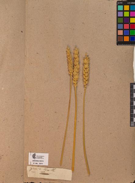 Triticum sp.