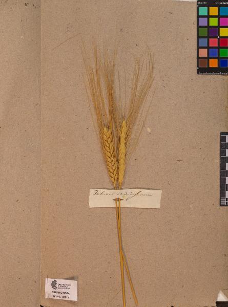 Triticum candidissimum