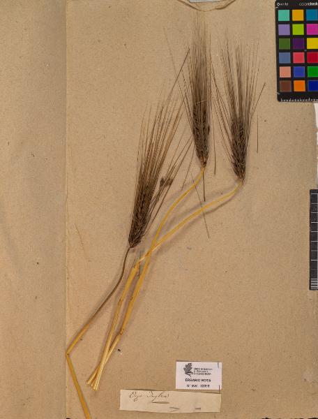 Triticum sp.