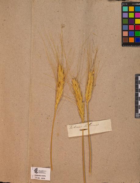 Triticum polonicum