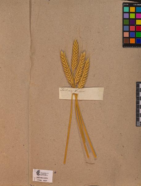 Triticum farrum