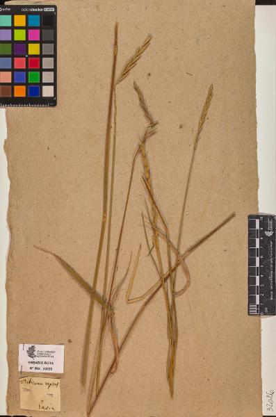 Triticum repens