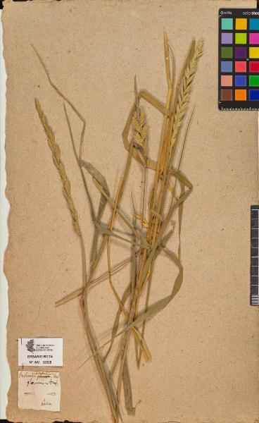 Triticum intermedium Host.