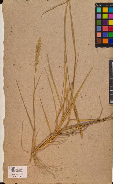 Triticum sp.