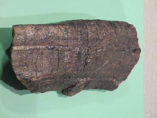 Equiseto fossile